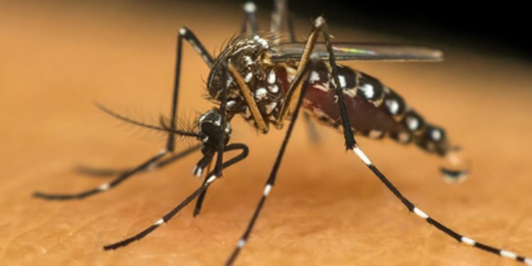 Governo negligencia vacina e mortes por dengue preocupam