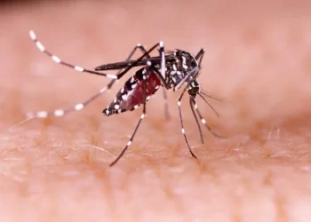 Dengue: Minas Gerais vai decretar estado de emergência