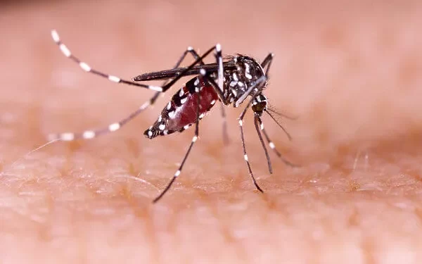 Dengue: Minas Gerais vai decretar estado de emergência