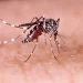 Dengue: Minas Gerais vai decretar estado de emergência