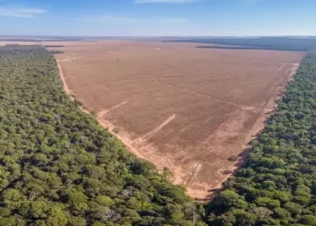 95% dos servidores desistem de ação de fiscalização na Amazônia por ‘abandono’ do governo Lula