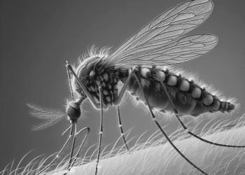 Brasil Tem Quase 4 Milhões De Casos Prováveis De Dengue