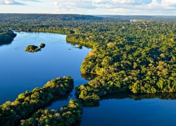 Fundo Amazônia recebeu R$ 643 milhões em 2024, mas apenas 11% foram repassados para projetos