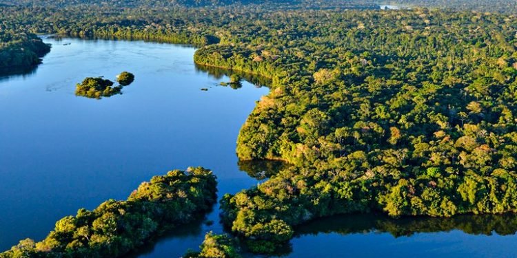 Fundo Amazônia recebeu R$ 643 milhões em 2024, mas apenas 11% foram repassados para projetos