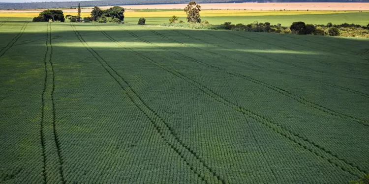 Frente do Agro critica proposta do governo para tributar LCIs e LCAs: “A conta será paga pelo consumidor”